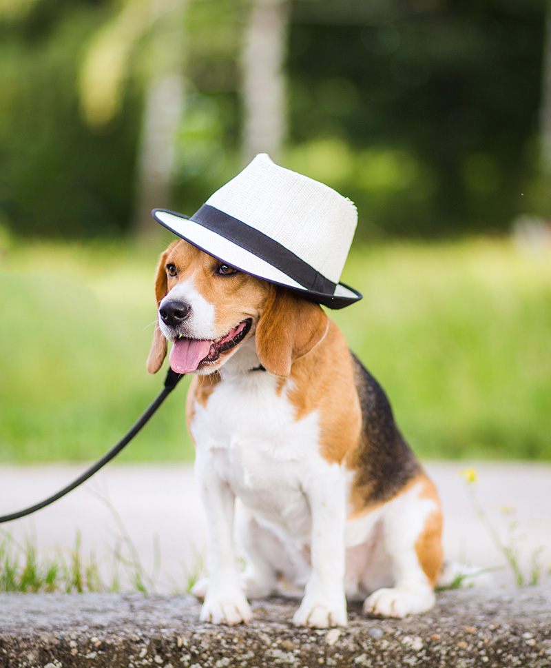 dog with a fedora